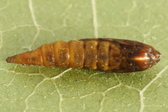 Phyllonorycter salicicolella