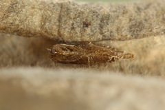 Phyllonorycter salicicolella