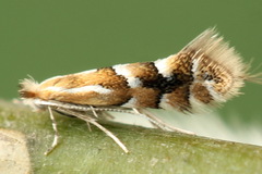 Phyllonorycter salicicolella