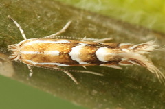 Phyllonorycter salicicolella