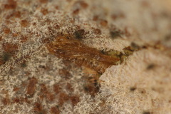 Phyllonorycter salicicolella