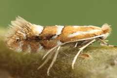 Phyllonorycter salicicolella
