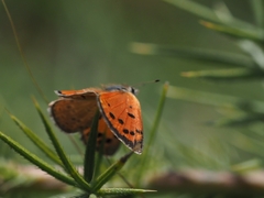 Lycaena clarki