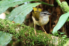 Myiothlypis rivularis