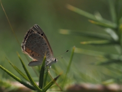 Lycaena clarki