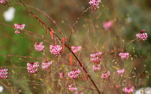 Mosquito Flower