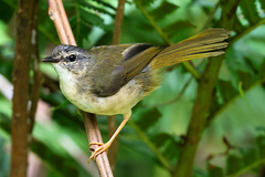 Myiothlypis rivularis