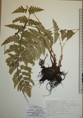 Dryopteris × benedictii