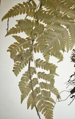 Dryopteris × benedictii