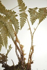 Dryopteris × benedictii