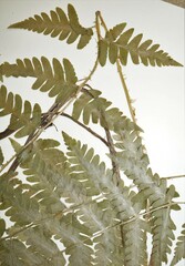 Dryopteris × benedictii