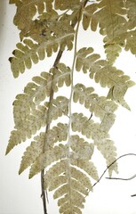 Dryopteris × benedictii