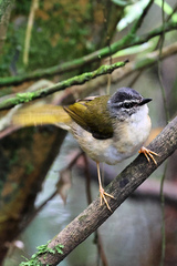 Myiothlypis rivularis