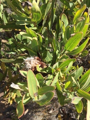 Protea lepidocarpodendron
