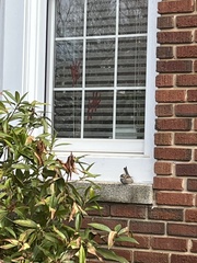 Thryothorus ludovicianus