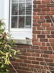 Thryothorus ludovicianus