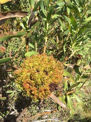 Protea witches broom phytoplasma