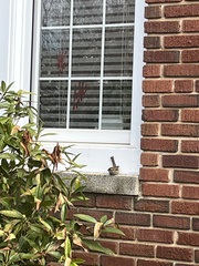 Thryothorus ludovicianus