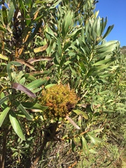 Protea witches broom phytoplasma