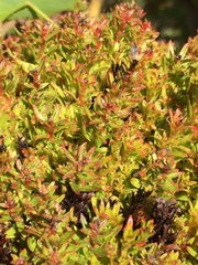 Protea witches broom phytoplasma