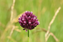 Allium rotundum