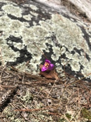 Phemeranthus mengesii