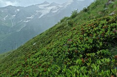 Rhododendron caucasicum