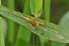 Tetragnatha striata