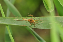 Tetragnatha striata