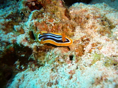 Chromodoris quadricolor