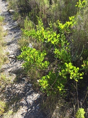 Searsia laevigata