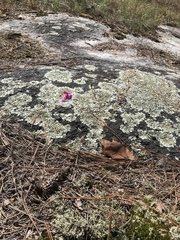 Phemeranthus mengesii