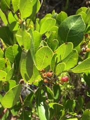Searsia laevigata