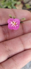 Oenothera rosea