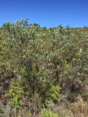 Podalyria calyptrata