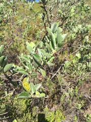 Podalyria calyptrata