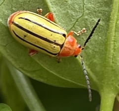 Disonycha quinquelineata