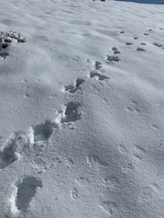 Canis lupus italicus