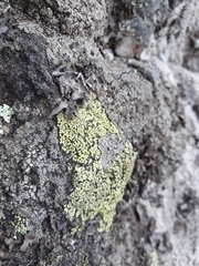 Rhizocarpon geographicum