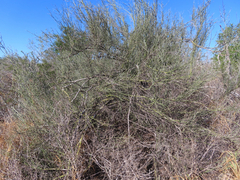 Parkinsonia texana