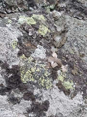 Rhizocarpon geographicum