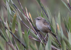 Cistothorus apolinari