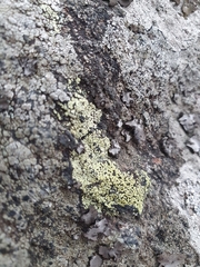 Rhizocarpon geographicum