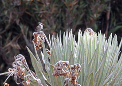 Oxypogon guerinii