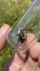 Bombus rufocinctus