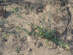 Thamnosma texana