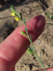 Thamnosma texana