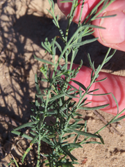 Thamnosma texana