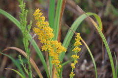 Solidago virgata