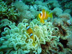 Heteractis crispa
